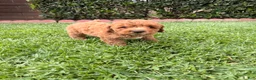 Toy Poodle dogs for sale: Toy Poodle 5 - named Cinnamon  - Ad 5