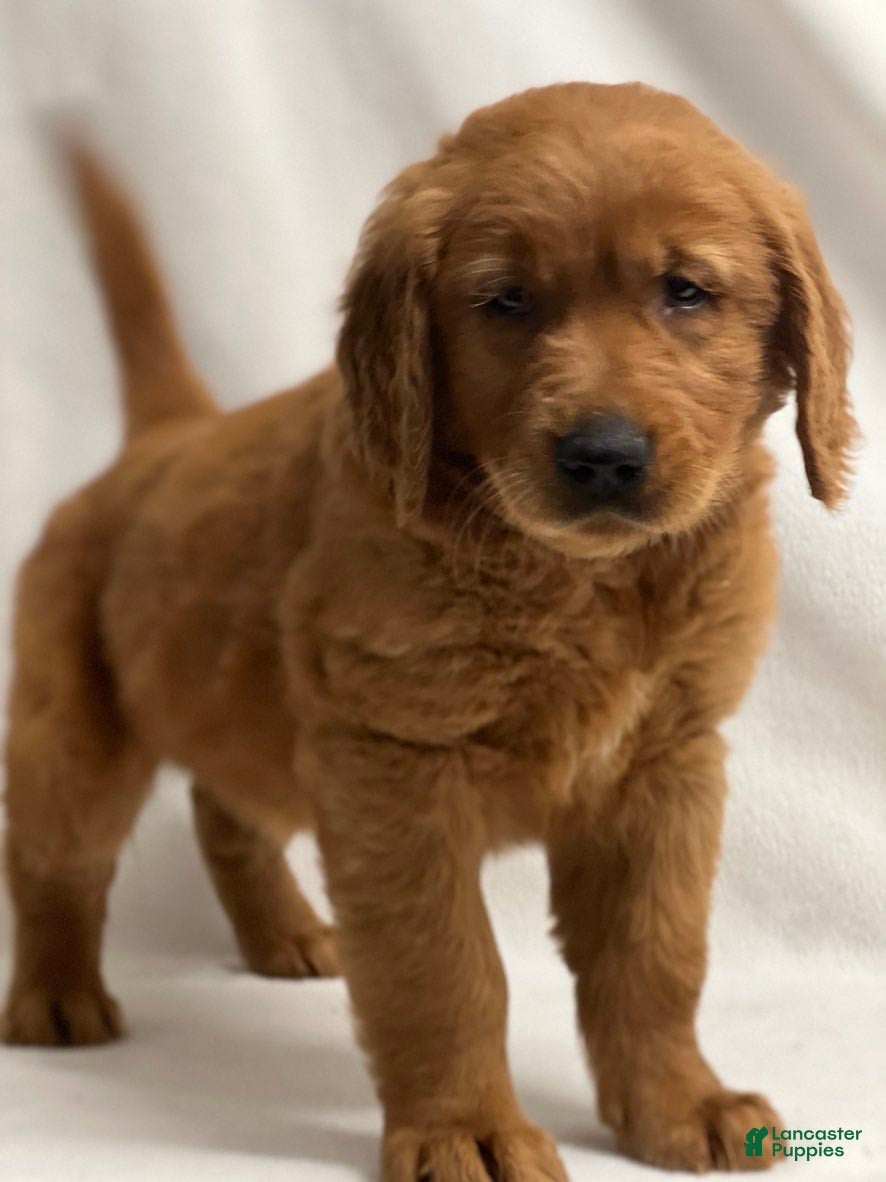 Golden Retriever dogs Golden Retriever Puppy 1 - Ad 16