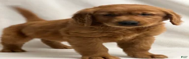 Golden Retriever Puppy 1