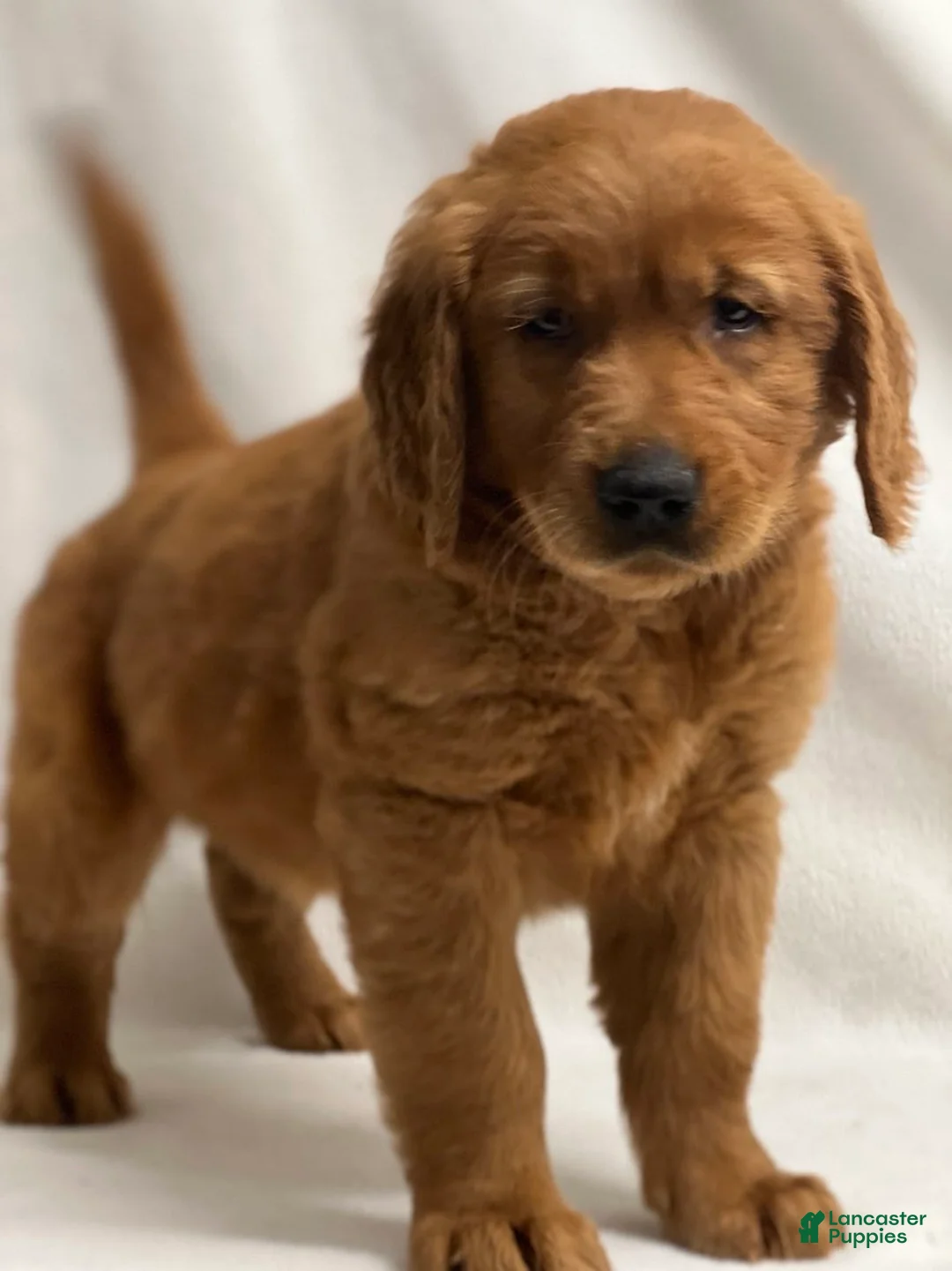 Golden Retriever dogs for sale: Golden Retriever Puppy 1 - Ad 1