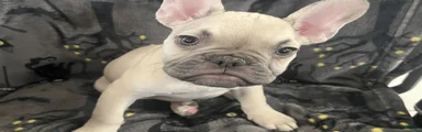 Quasimodo
