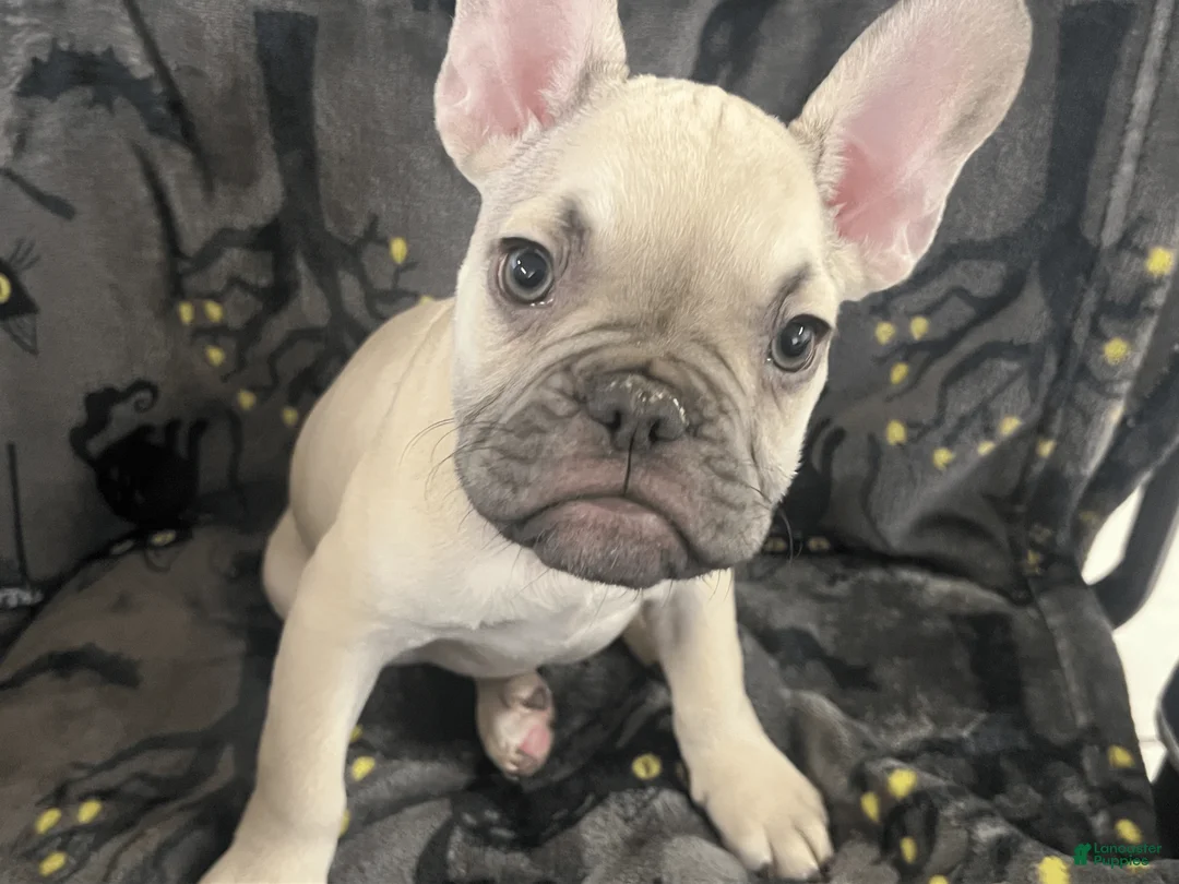 French Bulldog dogs for sale: Quasimodo - Ad 1