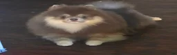 Pomeranian dogs for sale: Pomeranian 1 - Ad 11