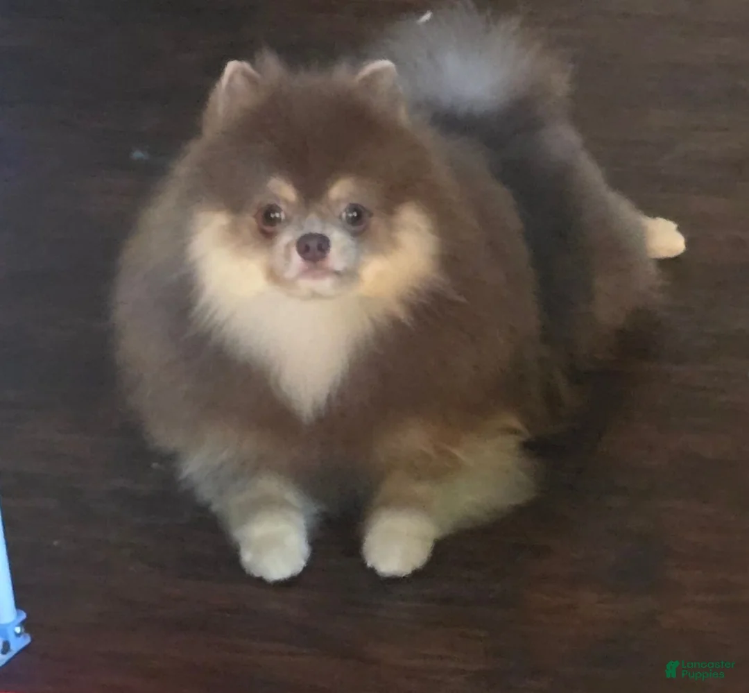 Pomeranian dogs for sale: Pomeranian 3 - Ad 14