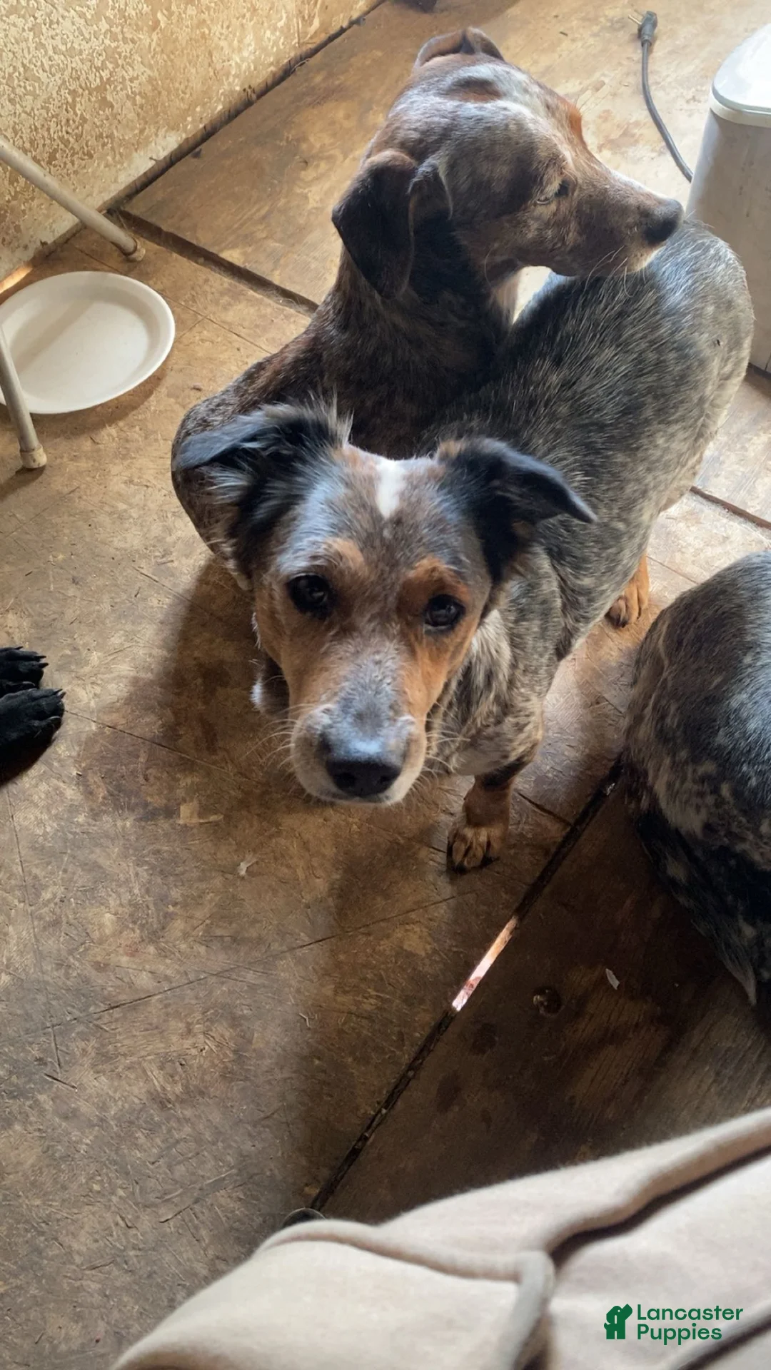 Mixed Breed dogs for sale: Cookie - Ad 5