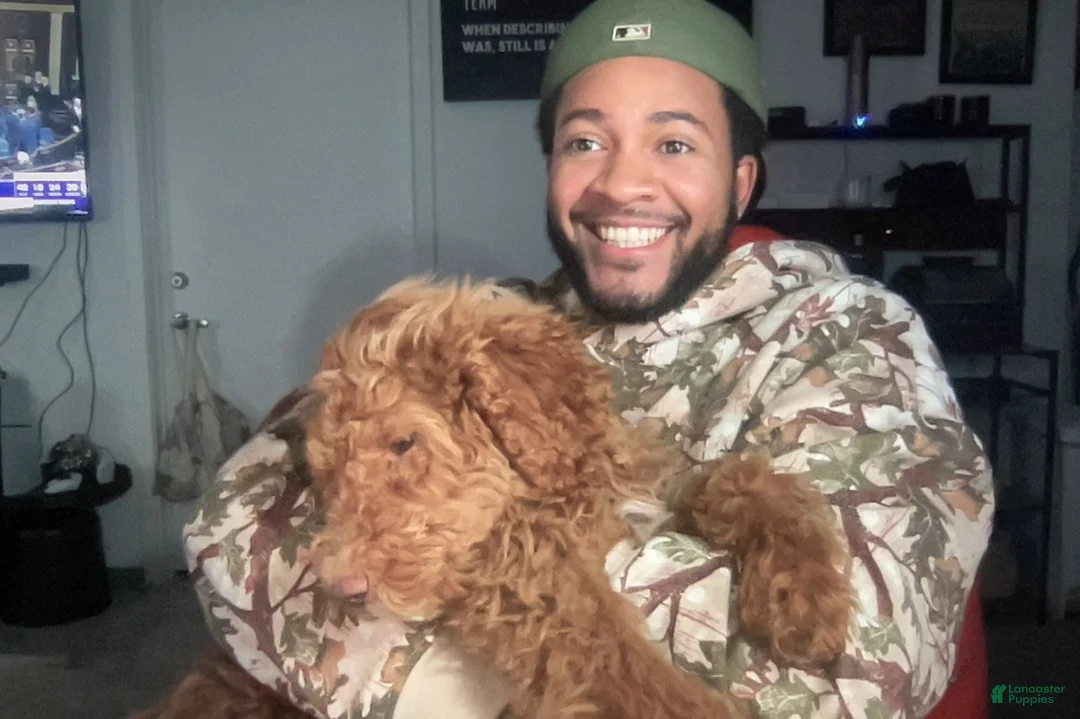 Labradoodle dogs for sale: Kingston - Ad 5