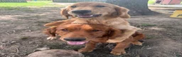 Golden Retriever dogs for sale: Jasmine - Ad 7