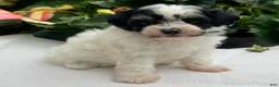 Havapoo dogs for sale: Betsy - Ad 4