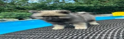 Keeshond dogs for sale: Rocky - Ad 2