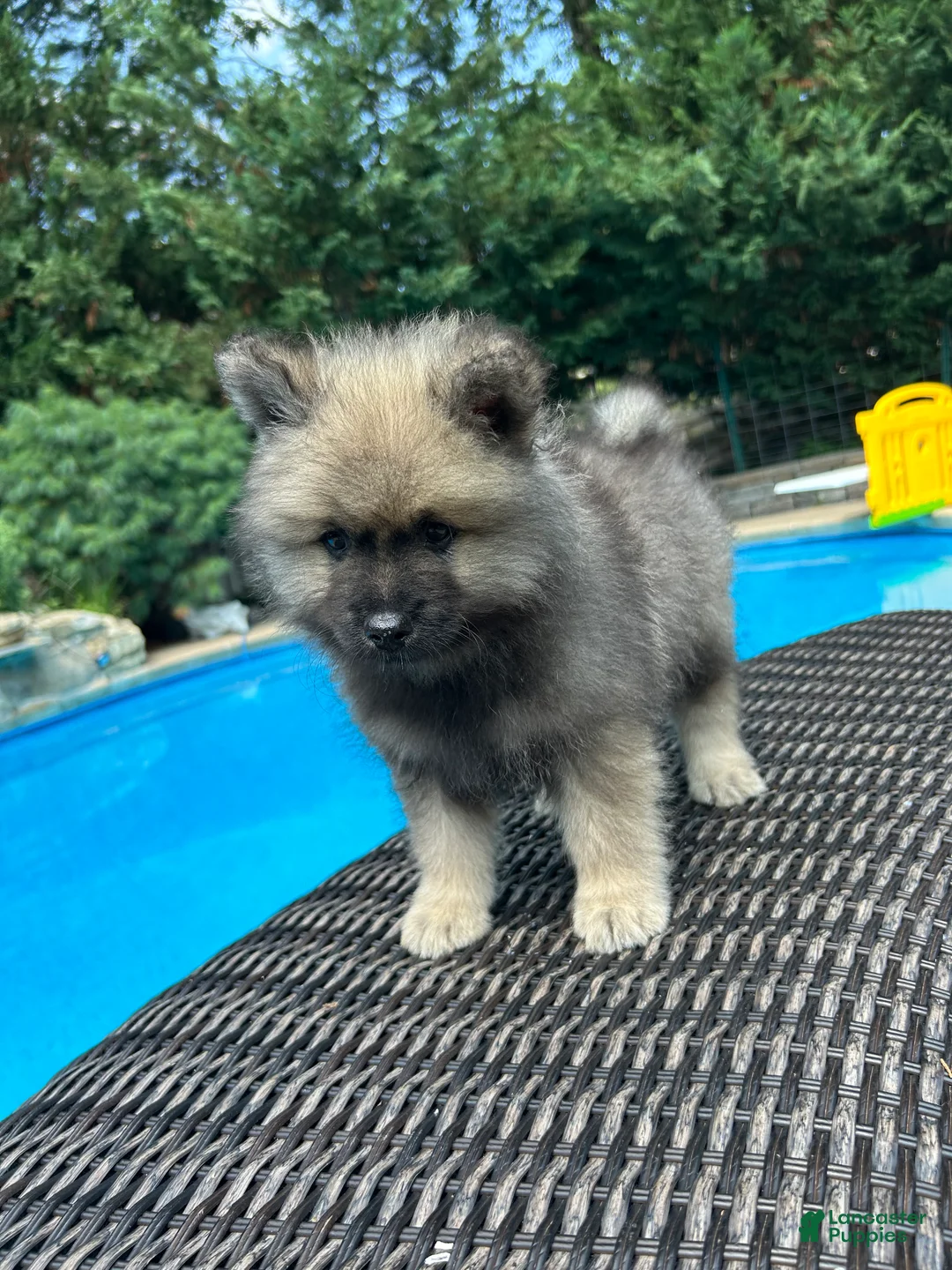 Keeshond dogs for sale: Rocky - Ad 2