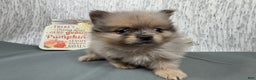 Pomeranian dogs for sale: Pomeranian Puppy 2 - Ad 5