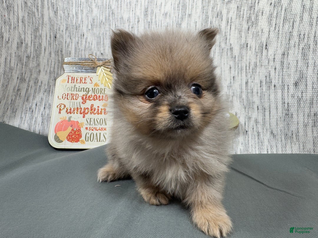 Pomeranian dogs for sale: Pomeranian Puppy 2 - Ad 5