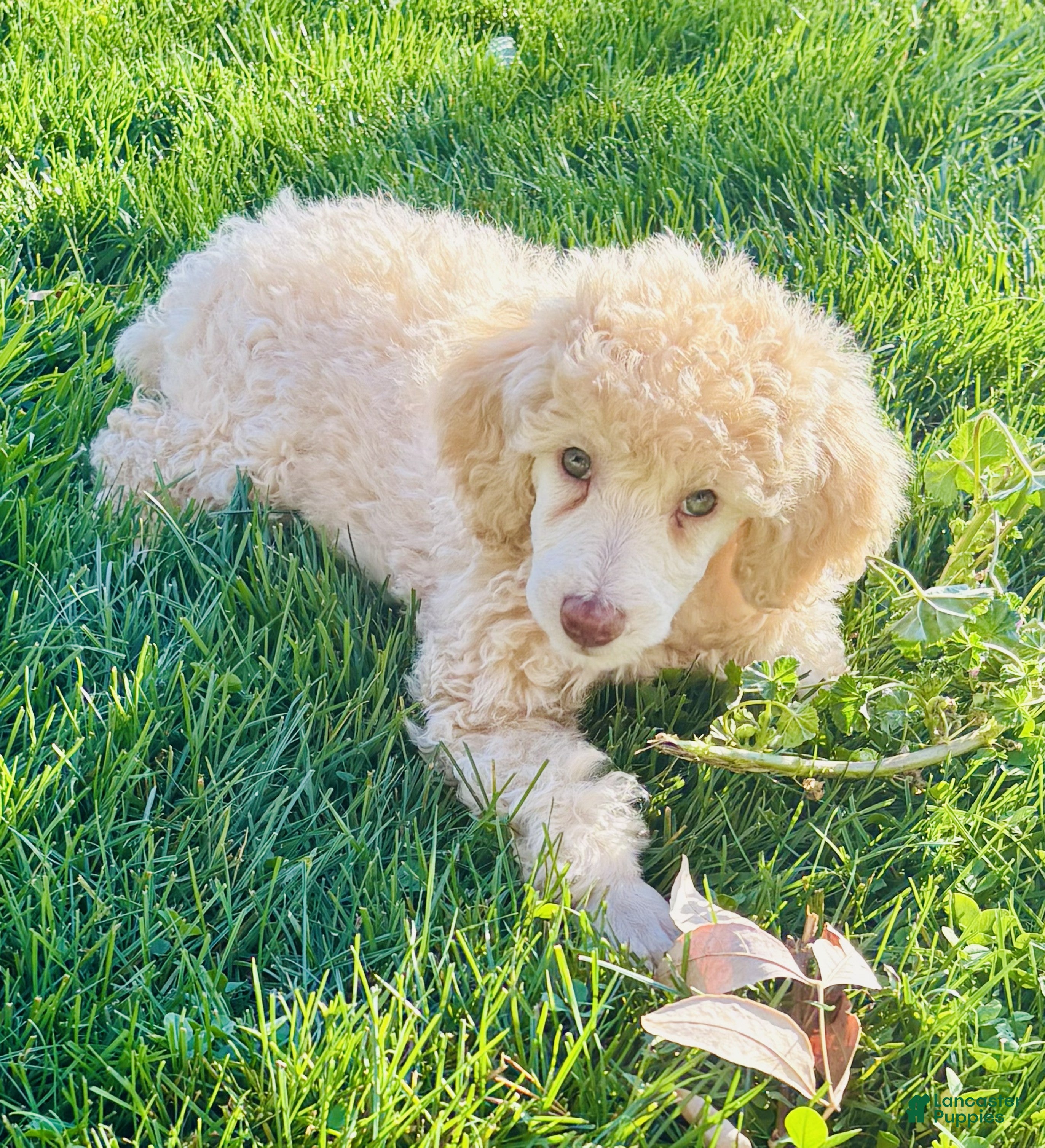 Standard Poodle dogs for sale: Standard Poodle 13 Apricot - Ad 1
