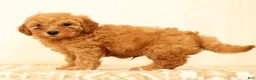 Mini Goldendoodle dogs for sale: Lance - Ad 6