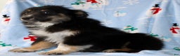 Australian Shepherd dogs for sale: Snickers - Ad 5