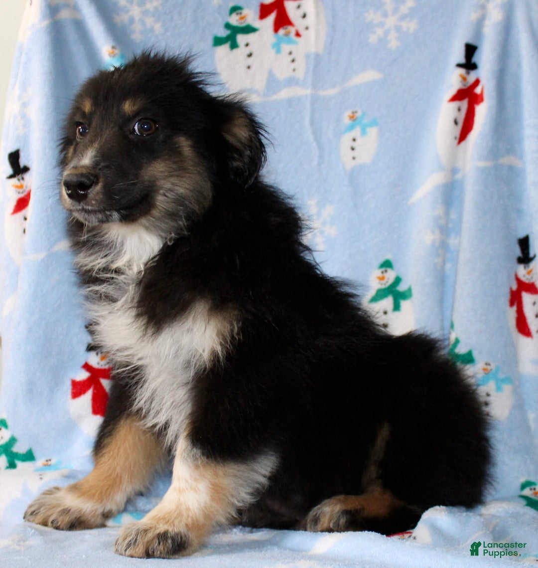Australian Shepherd dogs for sale: Snickers - Ad 5