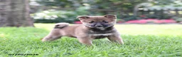 Shiba Inu dogs for sale: Beth - Ad 1