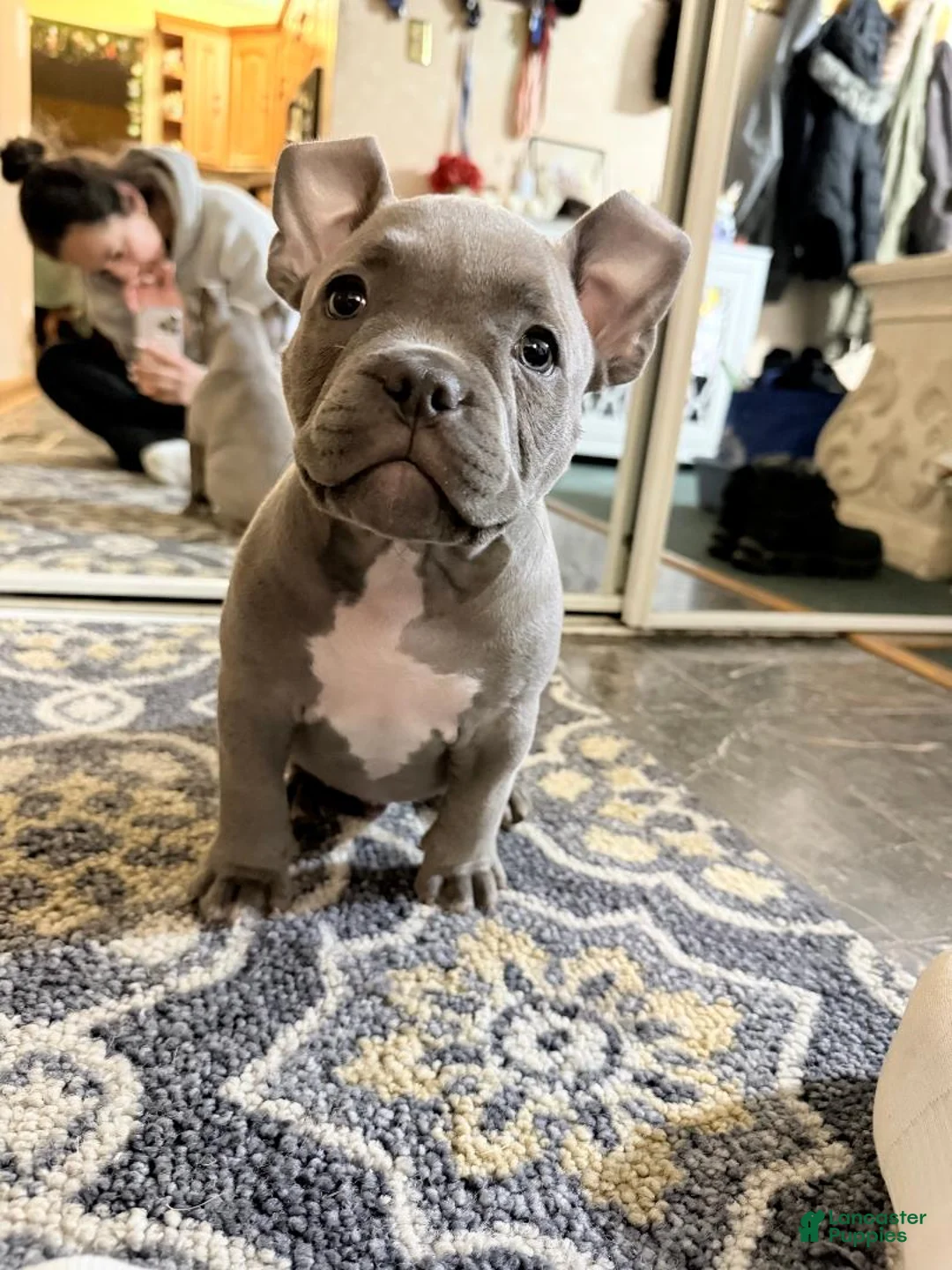 American Bulldog dogs for sale: American Bulldog Puppy 5 - Ad 1