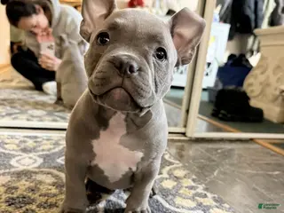 American Bulldog dogs American Bulldog Puppy 5 - Ad 3