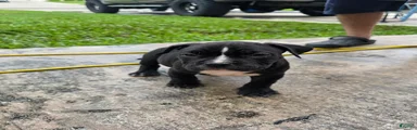 American Bully 3