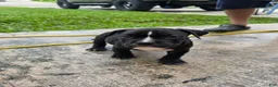 American Bully dogs for sale: American Bully 3 - Ad 1