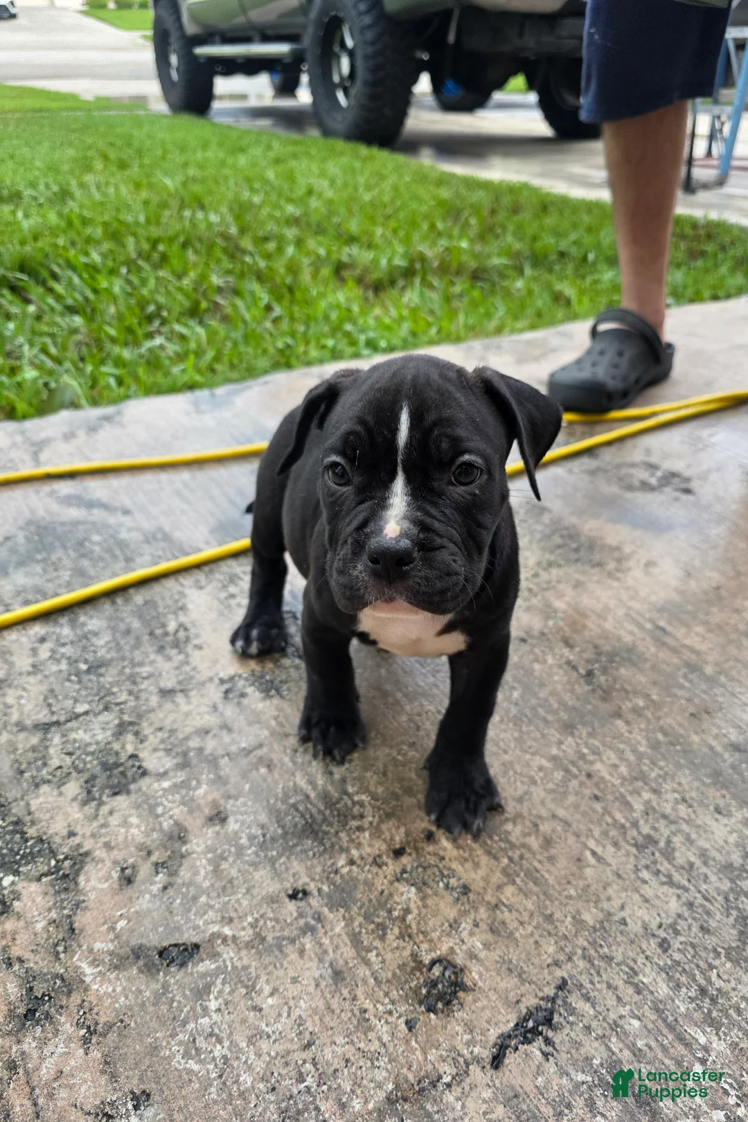 American Bully dogs for sale: American Bully 3 - Ad 1