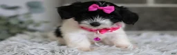 Maltipoo dogs for sale: Penelope - Ad 12