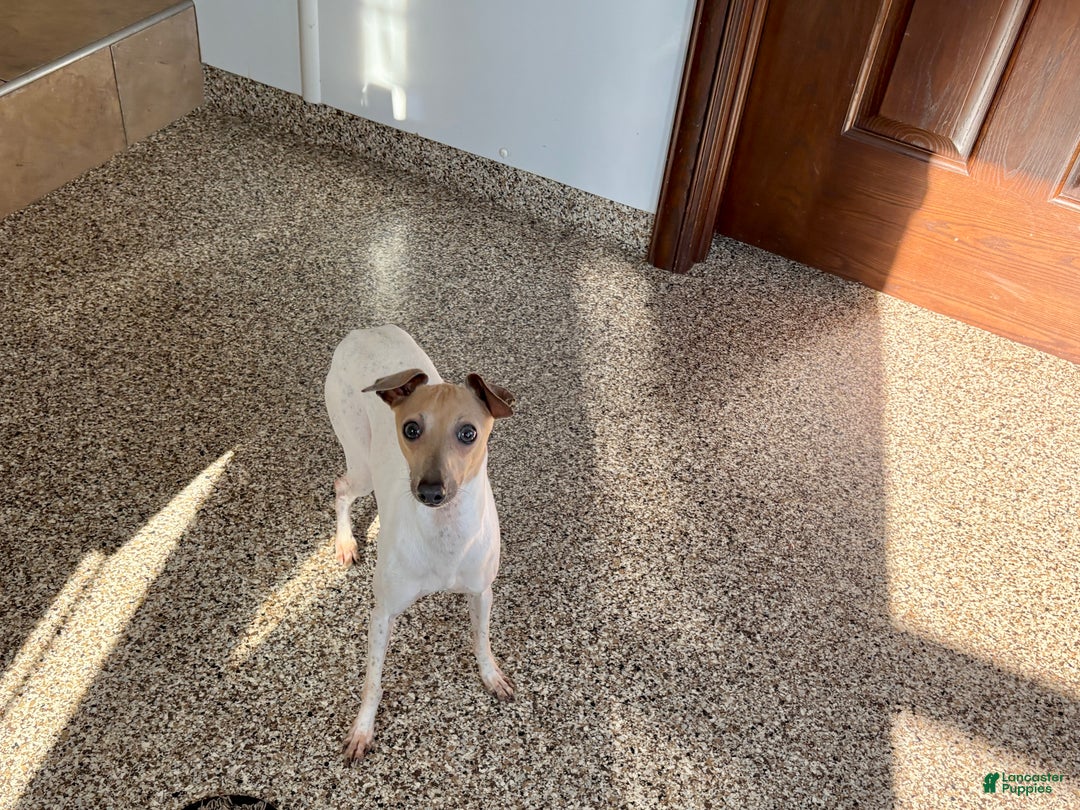 Italian Greyhound dogs for sale: Robbie - Ad 4