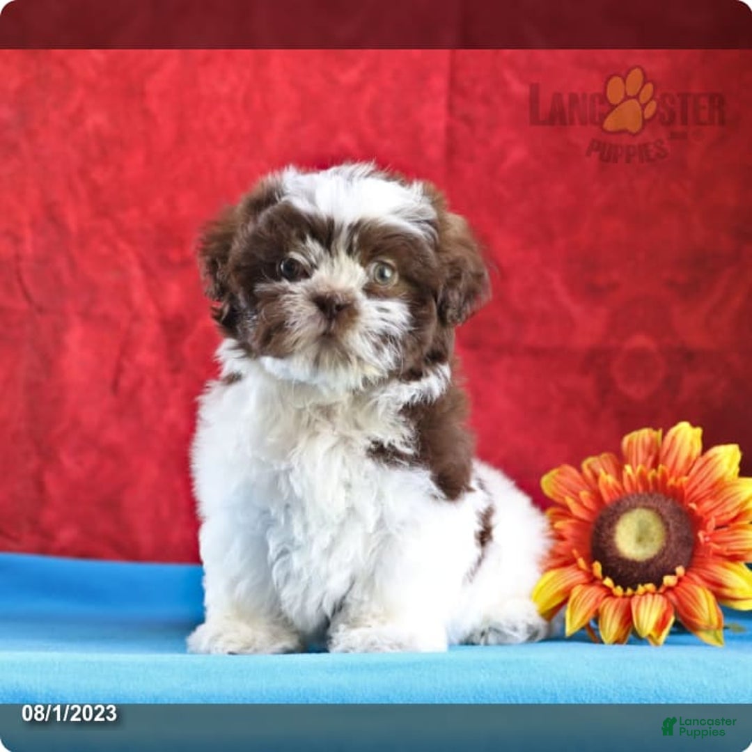 Gallery Image {{count}}