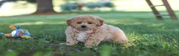 Bichpoo dogs for sale: Teddy  - Ad 5