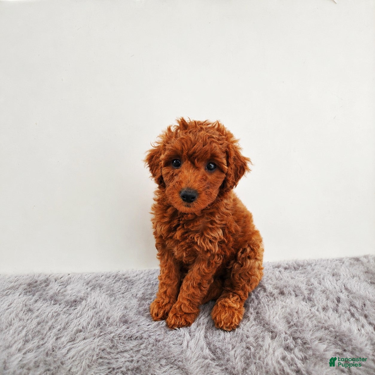 Mini Goldendoodle dogs Penny - Ad 1