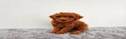 Mini Goldendoodle dogs for sale: Penny - Ad 1