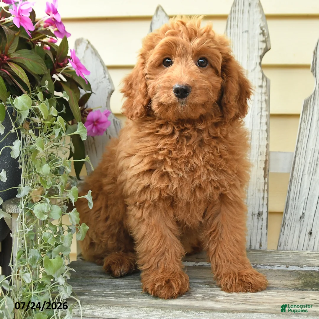 Aussiedoodle dogs for sale: Rowdy - Ad 2