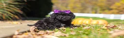 Cavapoo dogs for sale: Aurora - Ad 2