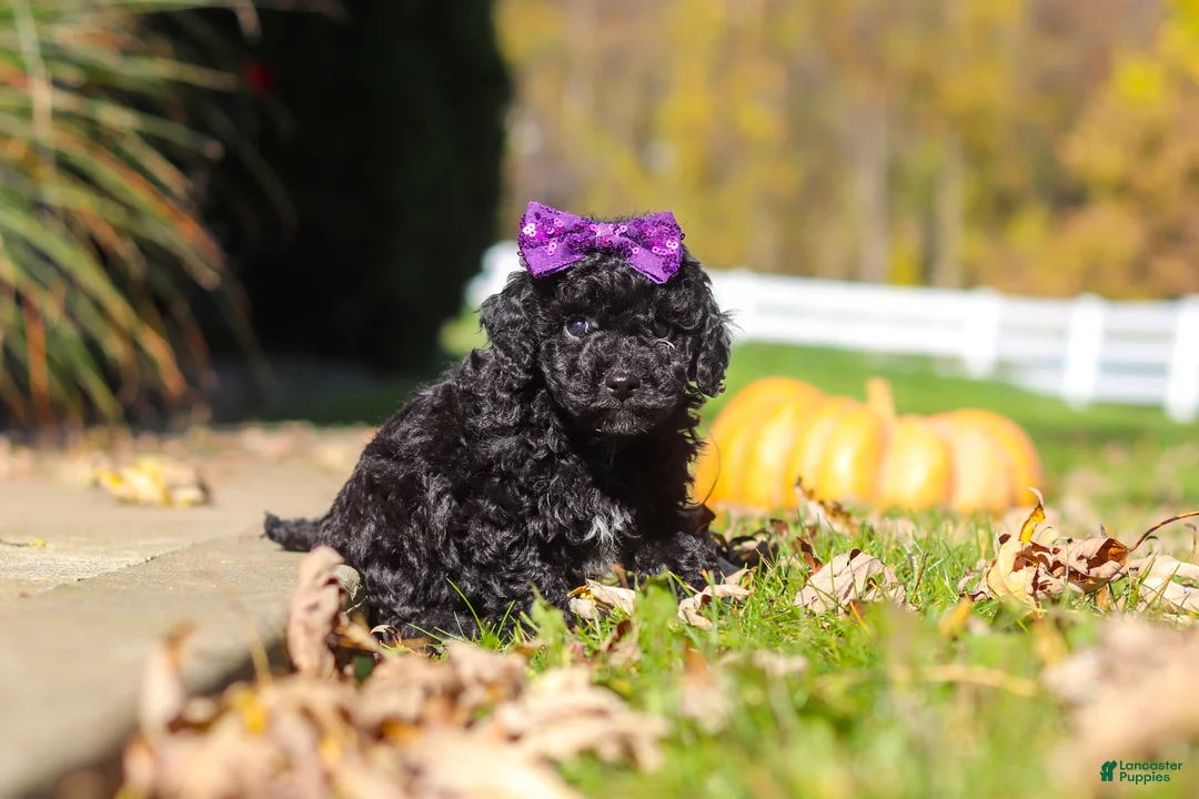Cavapoo dogs for sale: Aurora - Ad 2