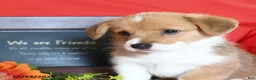 Welsh Corgi Pembroke dogs for sale: Evie - Ad 4
