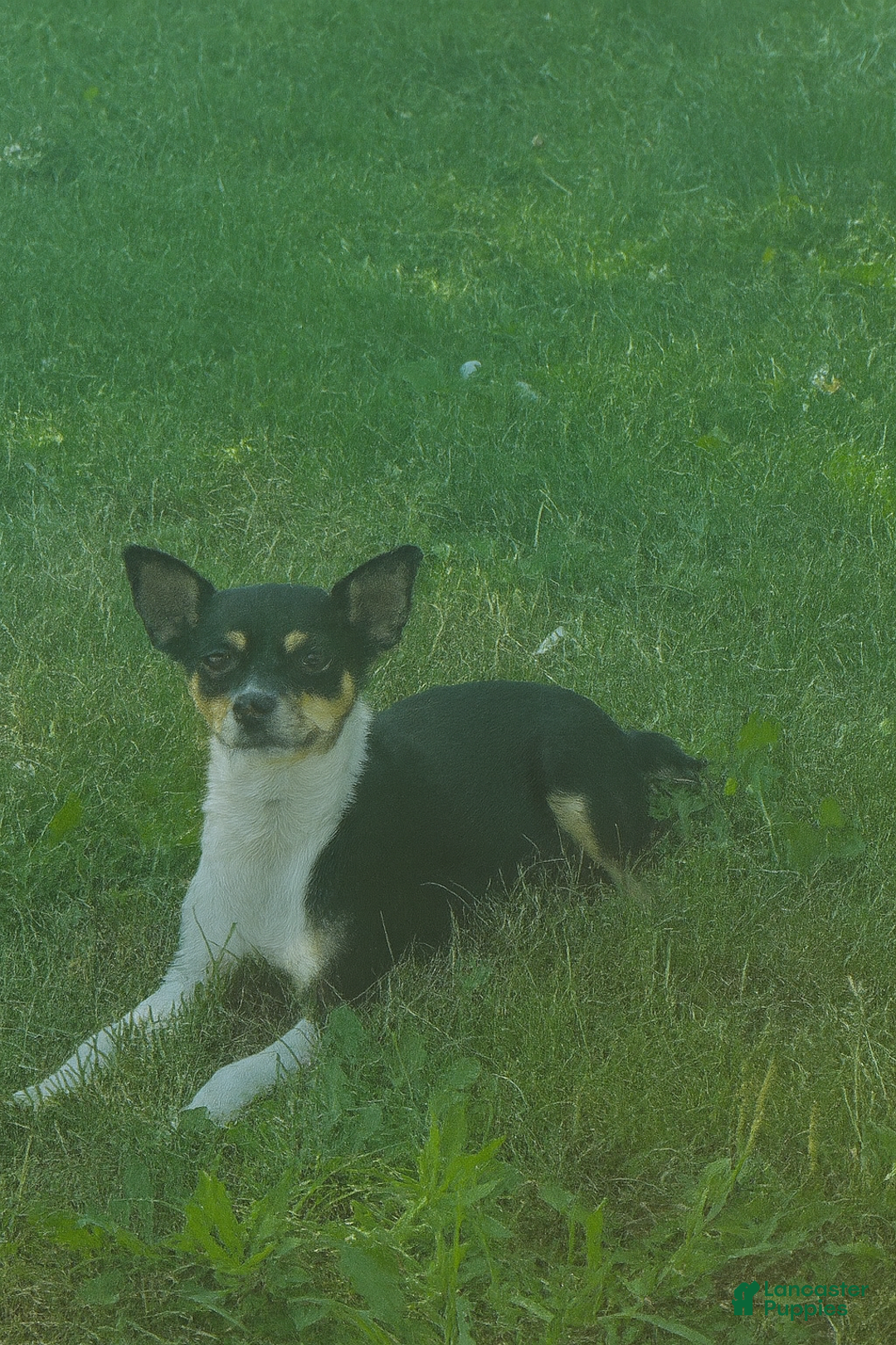 Rat Terrier dogs for sale: Rat Terrier Puppy 1 - Ad 3