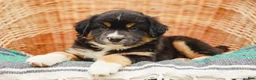 Miniature Australian Shepherd dogs for sale: Murphy - Ad 5
