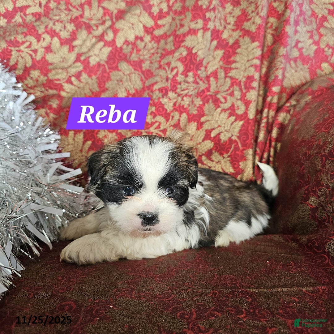 Mixed Breed dogs for sale: Reba - Ad 1