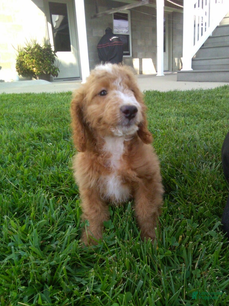 Mini Goldendoodle dogs Mason - Ad 1