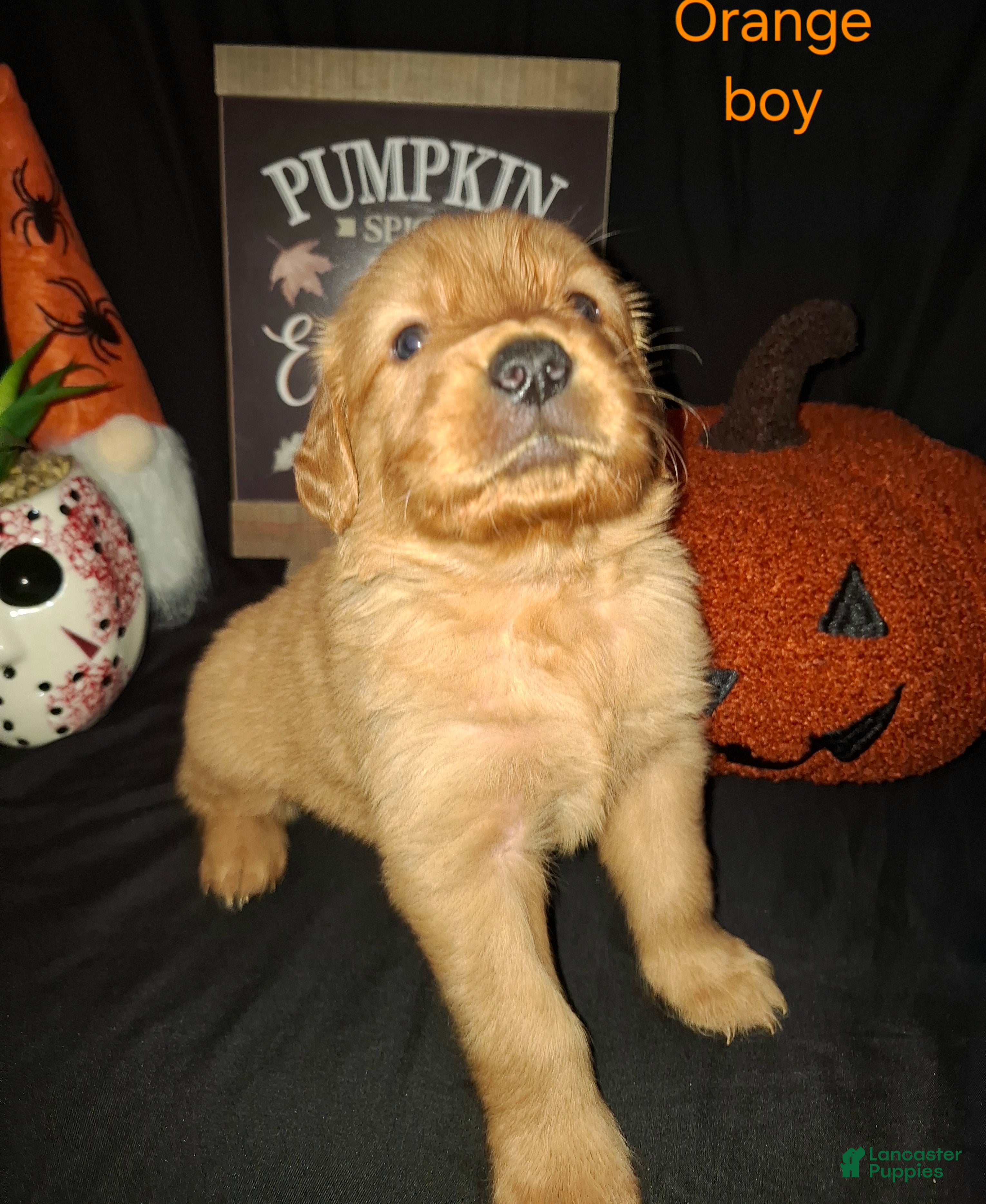 Golden Retriever dogs for sale: Golden Retriever 2 - Ad 23