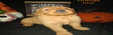 Golden Retriever 2