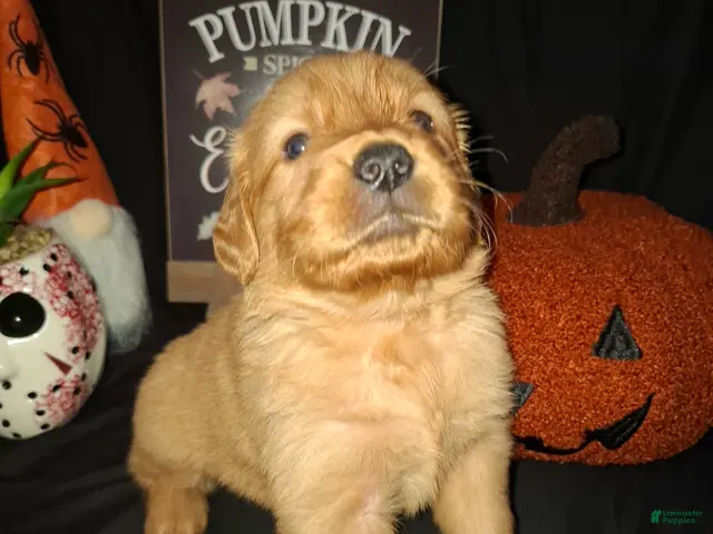 Golden Retriever dogs for sale: Golden Retriever 2 - Ad 23
