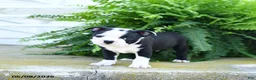 Boston Terrier dogs for sale: Sugar Cookie - Ad 2