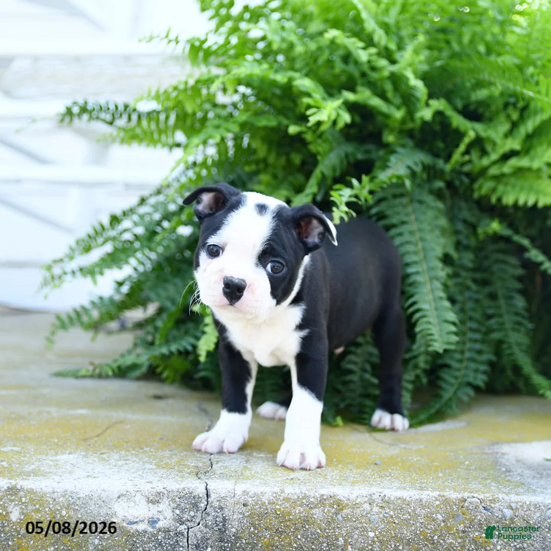 Boston Terrier dogs for sale: Sugar Cookie - Ad 2