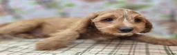Cavapoo dogs for sale: Glacier - Ad 26