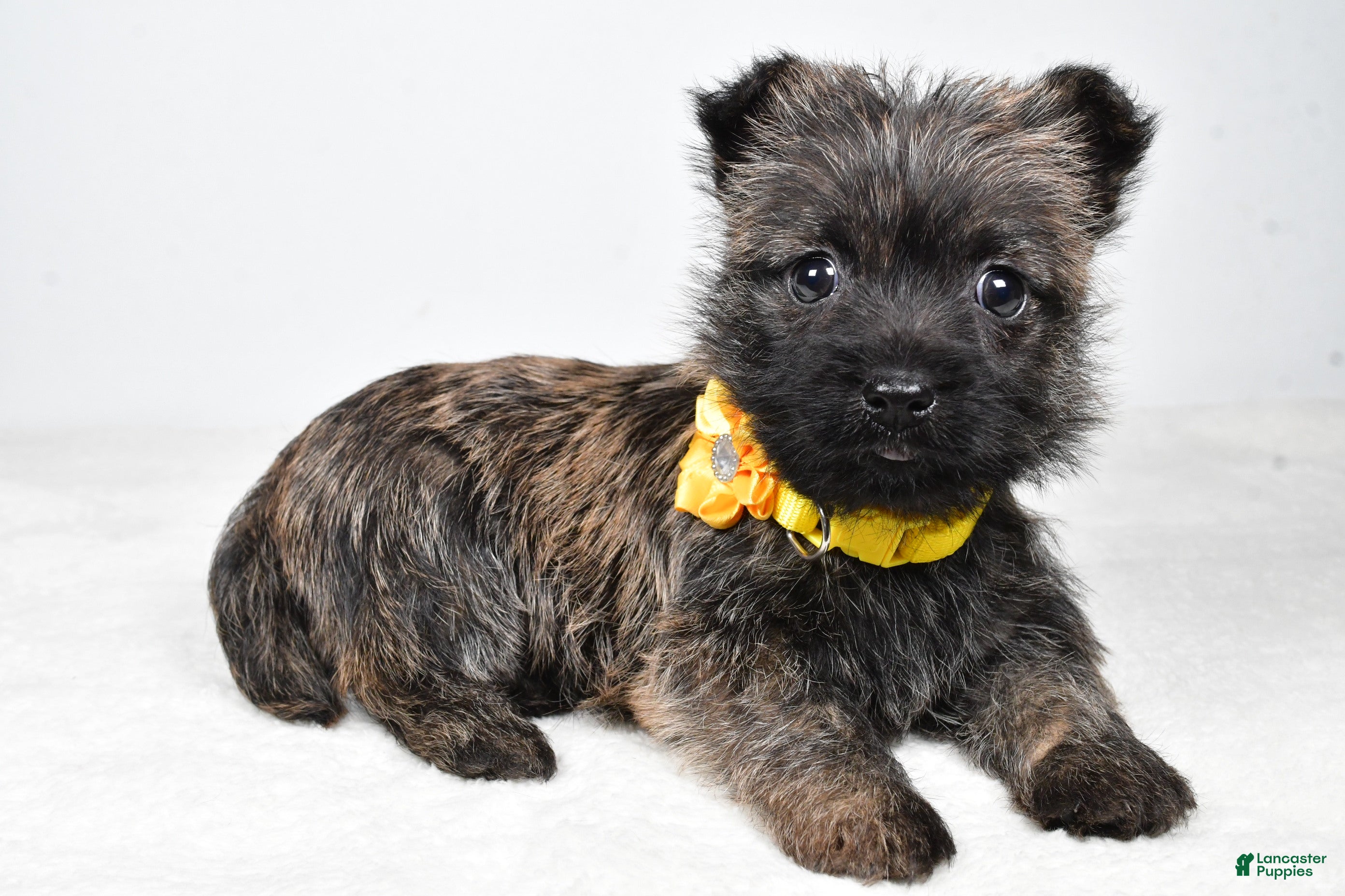 Cairn Terrier dogs Raine - Ad 1