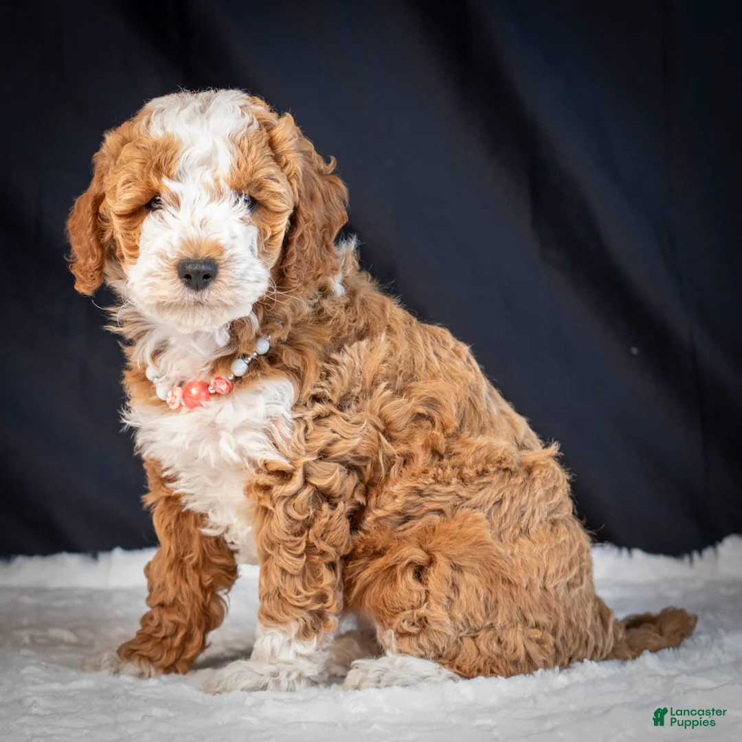 Mini Goldendoodle dogs for sale: Blossom - Ad 3