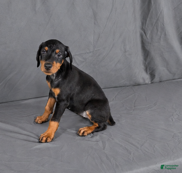Doberman Pinscher dogs for sale: Meera - Ad 20