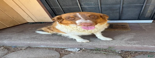 Mocha 